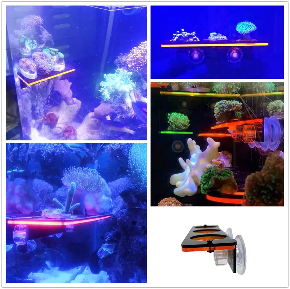 Fluorescent Coral Frag Plug Br - Marine Aquarium Aquascape ulasan dan harga